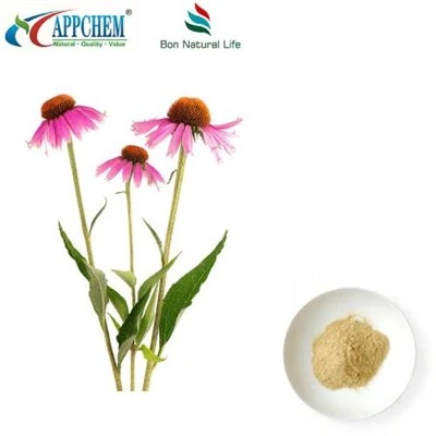 אבקת תמצית אכינצאה Purpurea